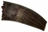 Fossil Raptor (Paronychodon?) Partial Tooth - Montana #341046-1